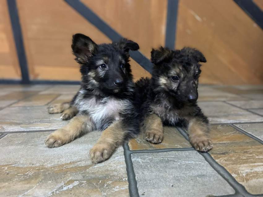 Chiot Berger Allemand, Long poil - 1 - Dogs  on MauriCar