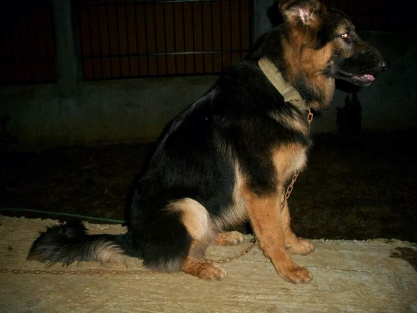 Chiot Berger Allemand, Long poil - 5 - Dogs  on MauriCar