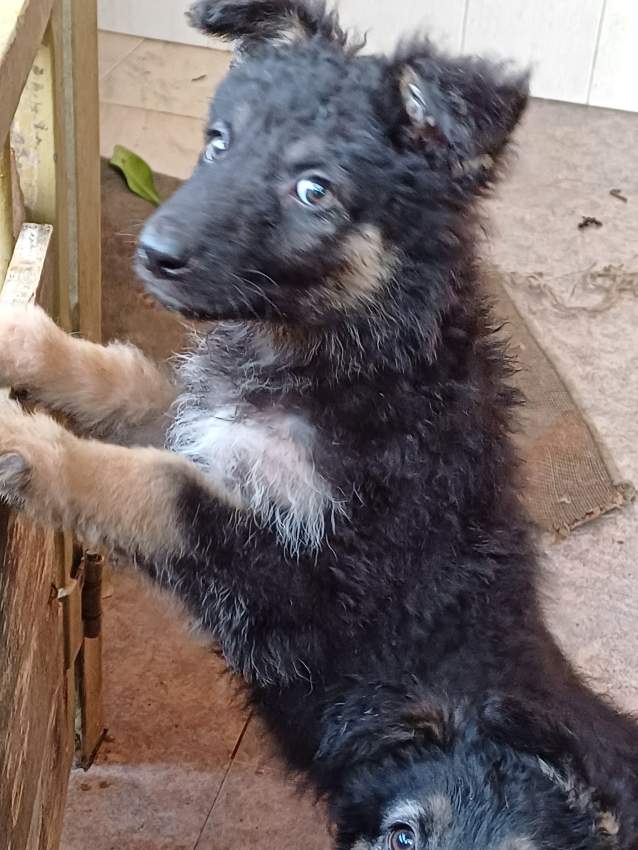 Chiot Berger Allemand, Long poil - 0 - Dogs  on Aster Vender