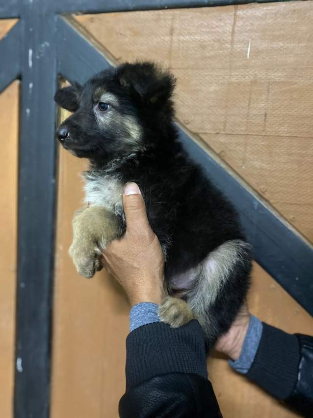 Chiot Berger Allemand, Long poil - 2 - Dogs  on MauriCar