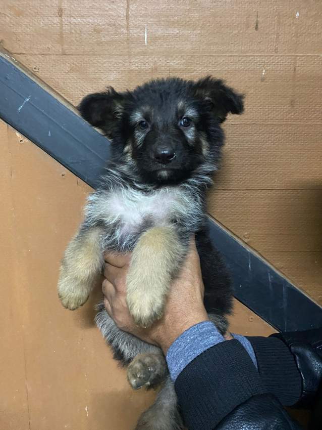 Chiot Berger Allemand, Long poil - 3 - Dogs  on MauriCar