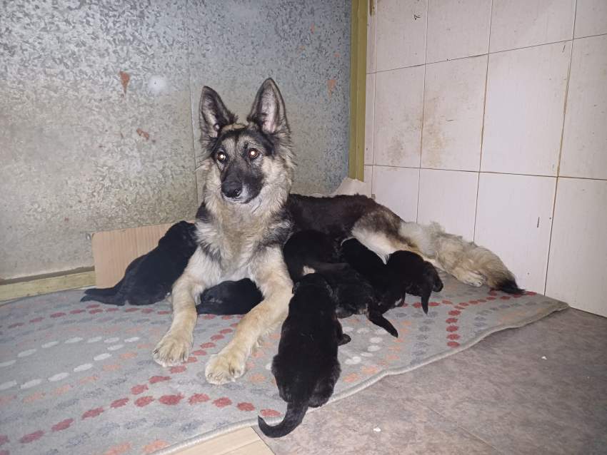 Chiot Berger Allemand, Long poil - 4 - Dogs  on MauriCar