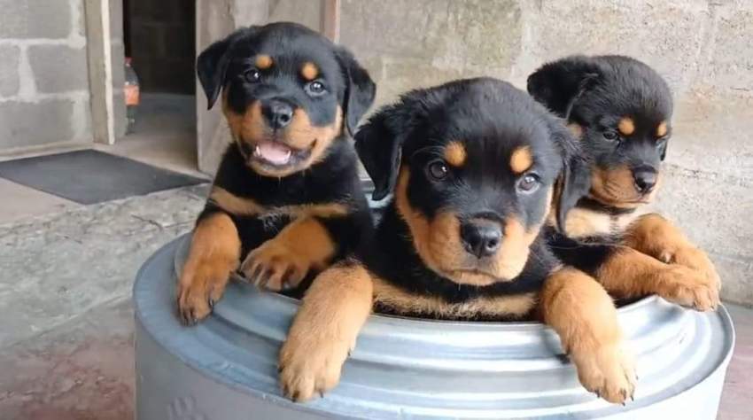 Rott puppies available - 1 - Dogs  on MauriCar