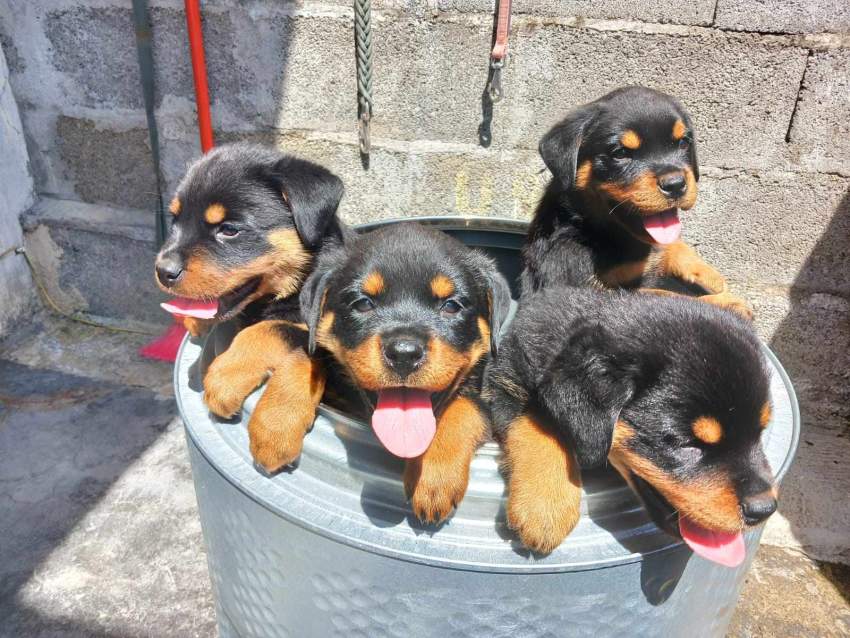 Rott puppies available