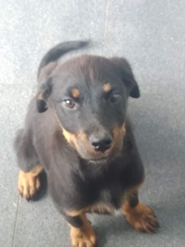 Rottweiler puppies - 1 - Dogs  on Aster Vender