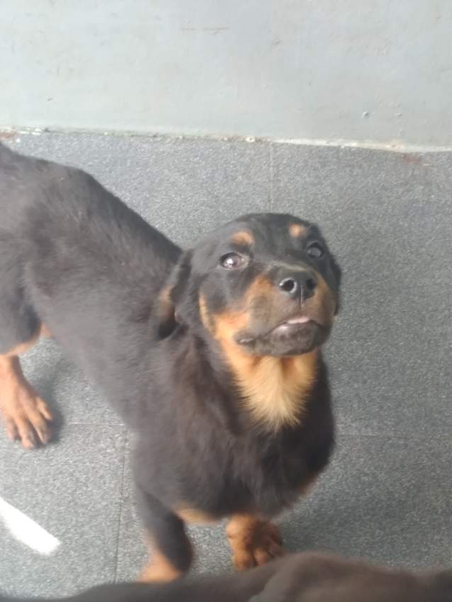 Rottweiler puppies - 2 - Dogs  on Aster Vender