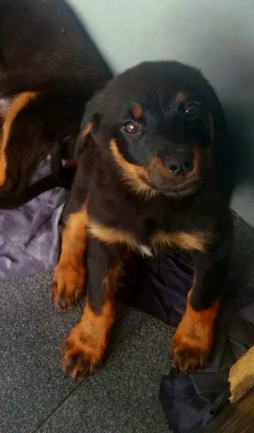 Rottweiler puppies - 2 - Dogs  on Aster Vender