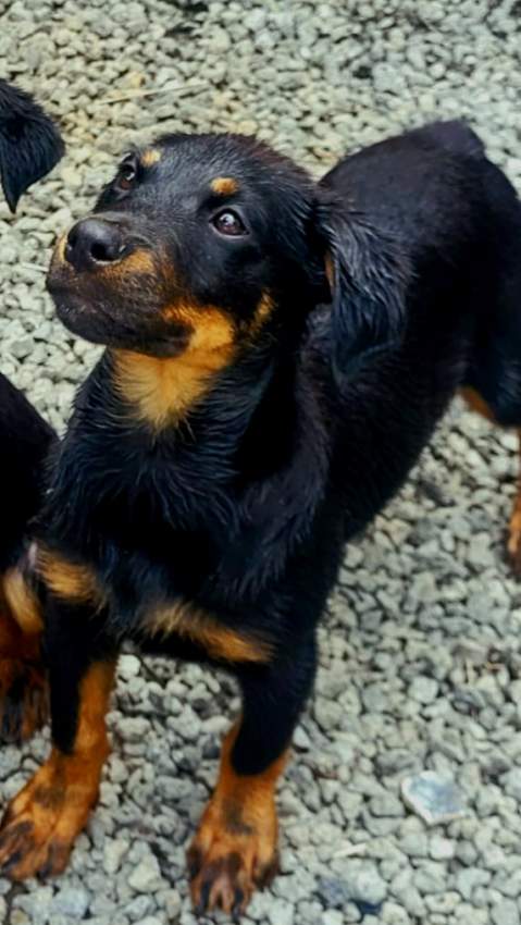 Rottweiler puppies