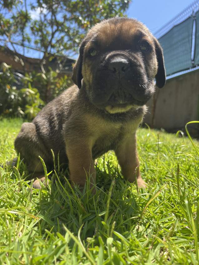 Cane Corso - 6 - Dogs  on MauriCar