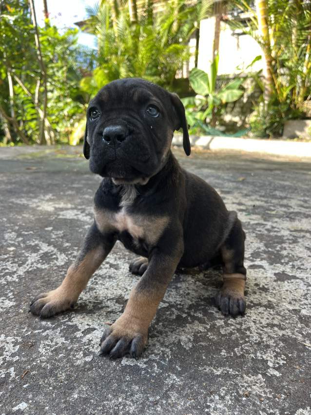 Cane Corso - 2 - Dogs  on MauriCar