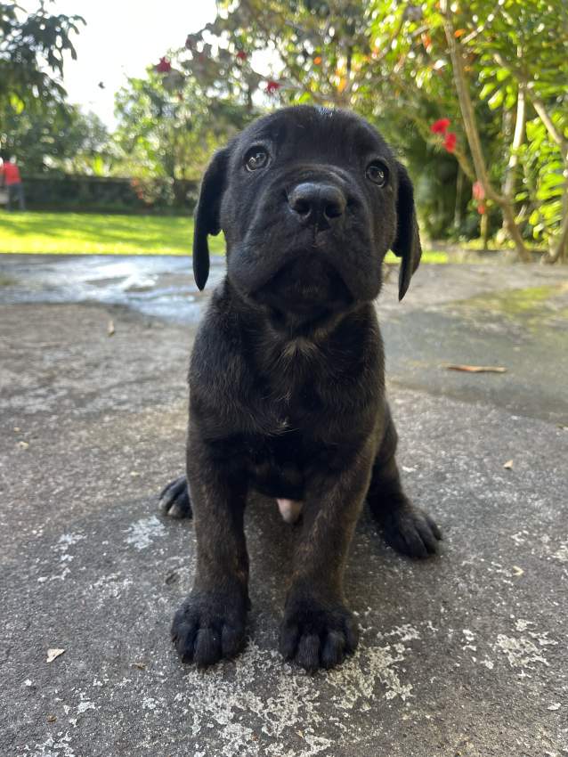 Cane Corso - 3 - Dogs  on MauriCar