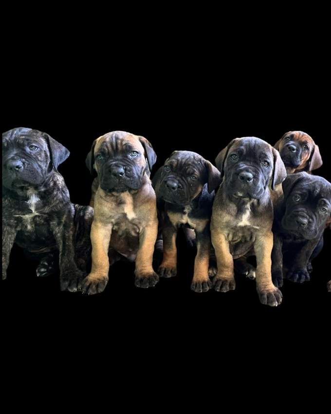 Cane Corso - 0 - Dogs  on MauriCar