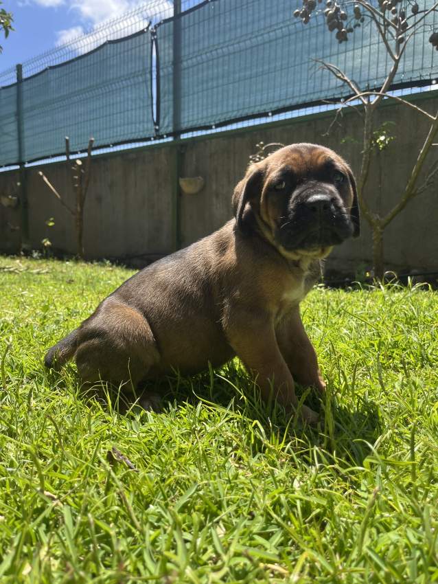 Cane Corso - 5 - Dogs  on Aster Vender