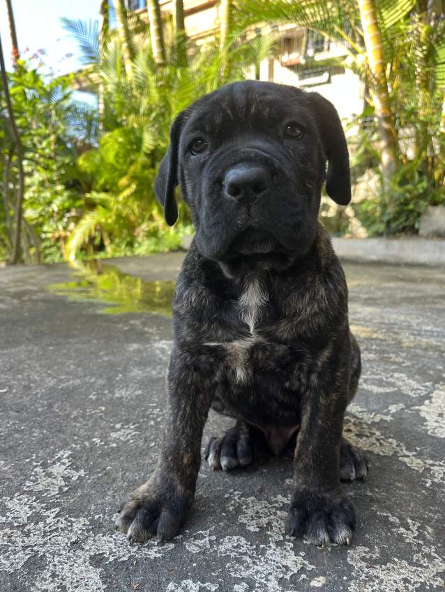 Cane Corso - 1 - Dogs  on Aster Vender