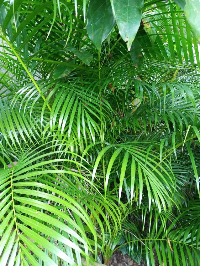 Palmiste Multipliant / Palm Trees - 0 - Plants and Trees  on Aster Vender