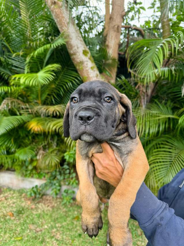 Cane Corso - 6 - Dogs  on Aster Vender