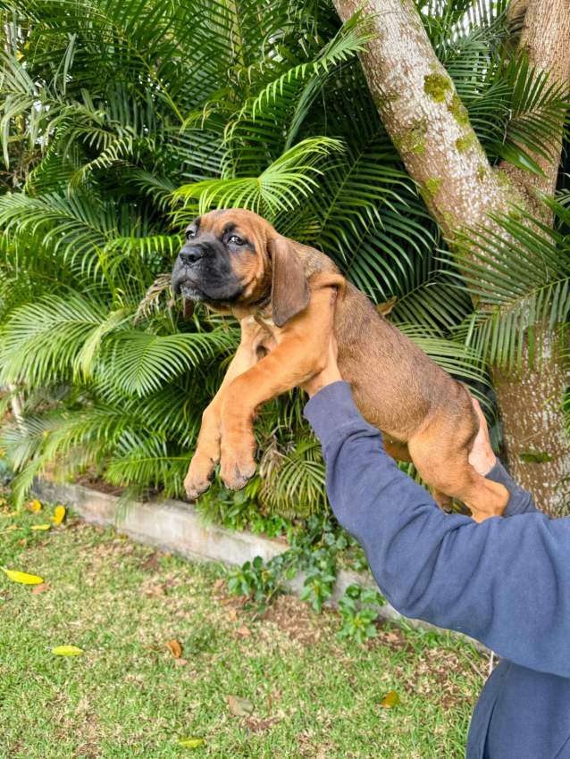 Cane Corso - 2 - Dogs  on Aster Vender