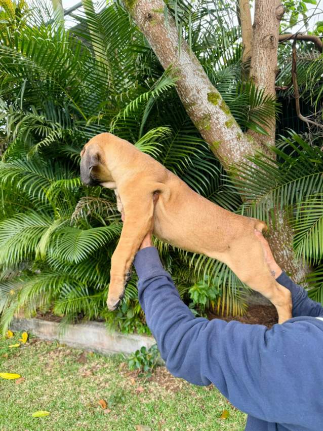 Cane Corso - 5 - Dogs  on Aster Vender