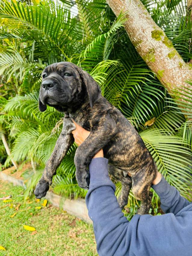 Cane Corso - 1 - Dogs  on Aster Vender