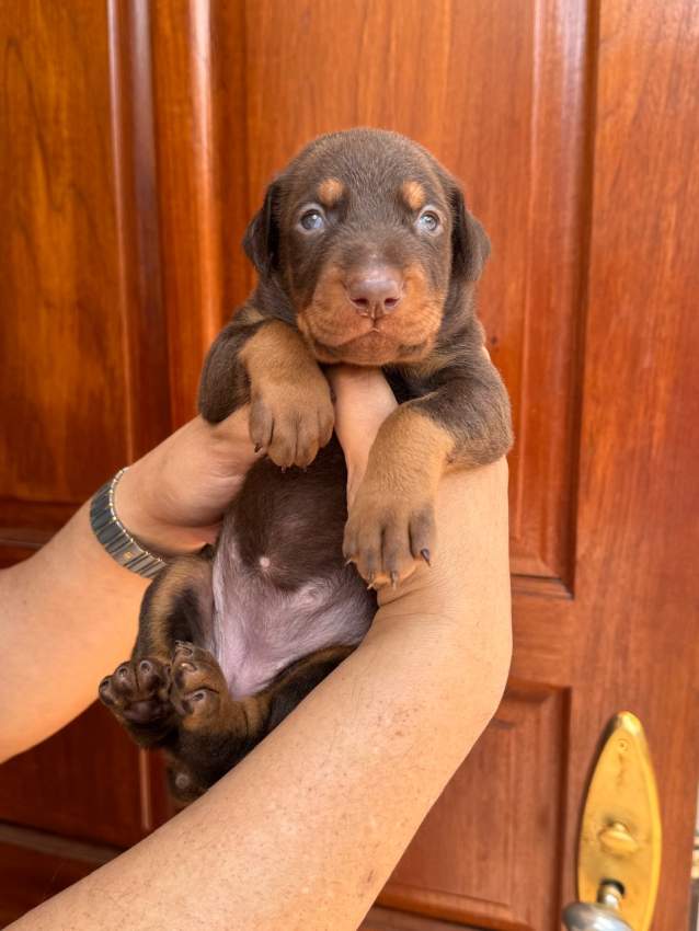 DOBERMAN puppy - 0 - Dogs  on Aster Vender