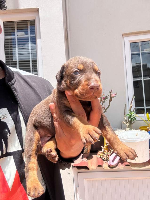 DOBERMAN puppy - 3 - Dogs  on Aster Vender