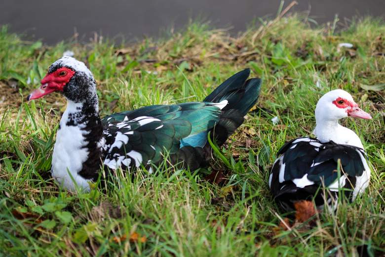 Muscovy Ducks for sale - 0 - Birds  on Aster Vender