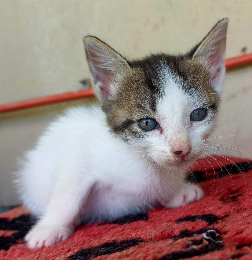 Cute kittens of 3 months for adoption - 1 - Cats  on MauriCar