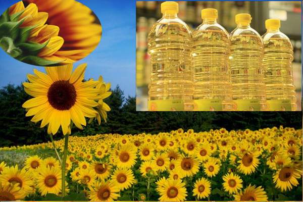 Exporters Of Sunflower Oil | Buy Sunflower Oil online - 2 - Fruits and Vegetables  on MauriCar