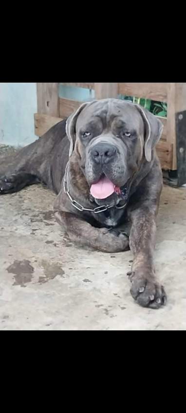 Adult male Cane corso