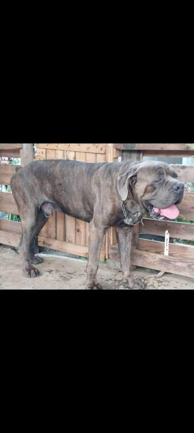 Adult male Cane corso - 1 - Dogs  on Aster Vender