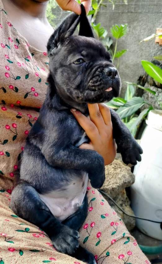 Cane corso puppy available - 8 - Dogs  on MauriCar