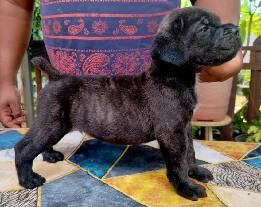 Cane corso puppy available - 1 - Dogs  on Aster Vender