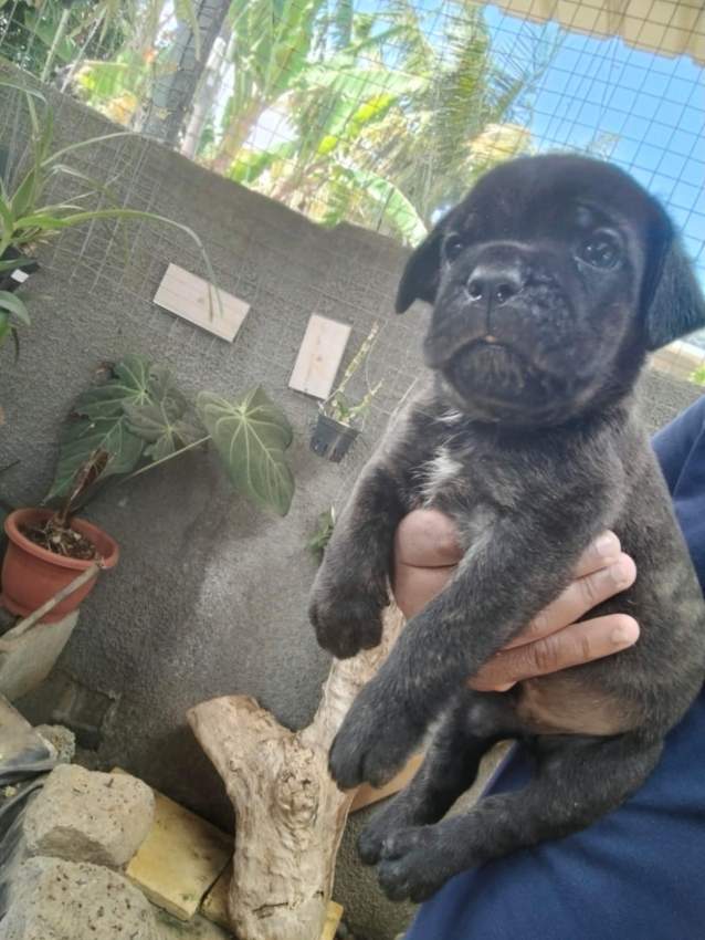 Cane corso puppy available - 3 - Dogs  on Aster Vender