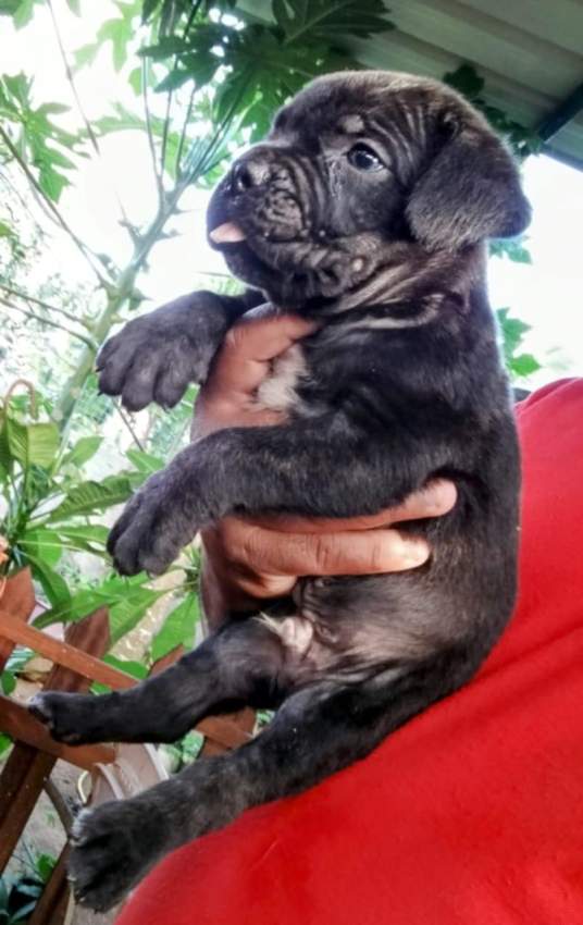 Cane corso puppy available - 6 - Dogs  on MauriCar