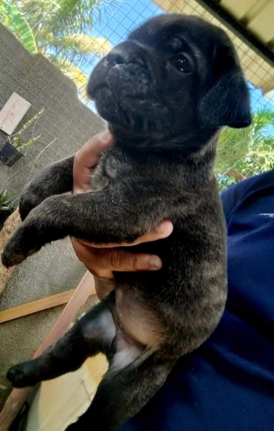 Cane corso puppy available - 2 - Dogs  on Aster Vender