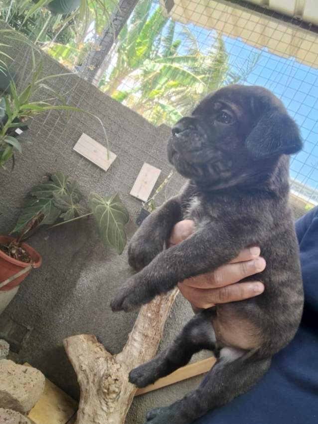 Cane corso puppy available