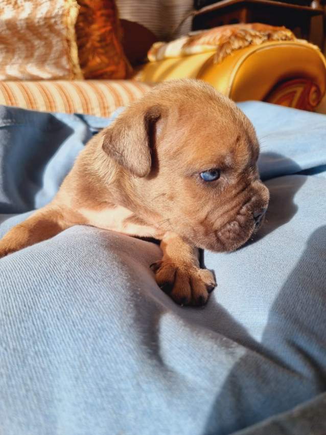 Blue eyes Cane corso pups for sale - 4 - Dogs  on Aster Vender