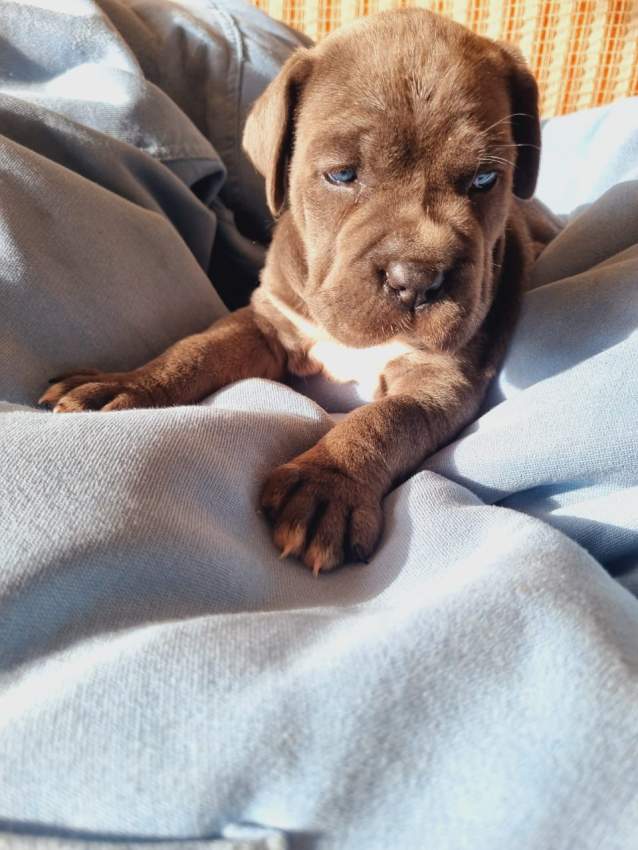 Blue eyes Cane corso pups for sale - 5 - Dogs  on Aster Vender