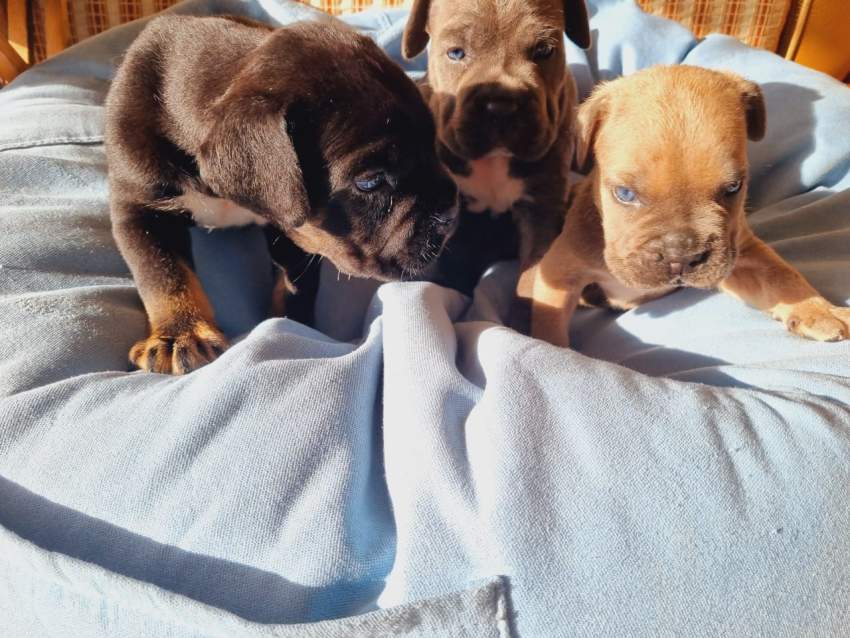 Blue eyes Cane corso pups for sale - 0 - Dogs  on Aster Vender