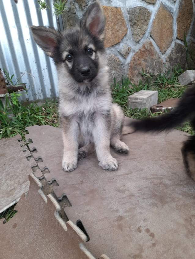 German Shepherd Puppy - 1 - Dogs  on MauriCar