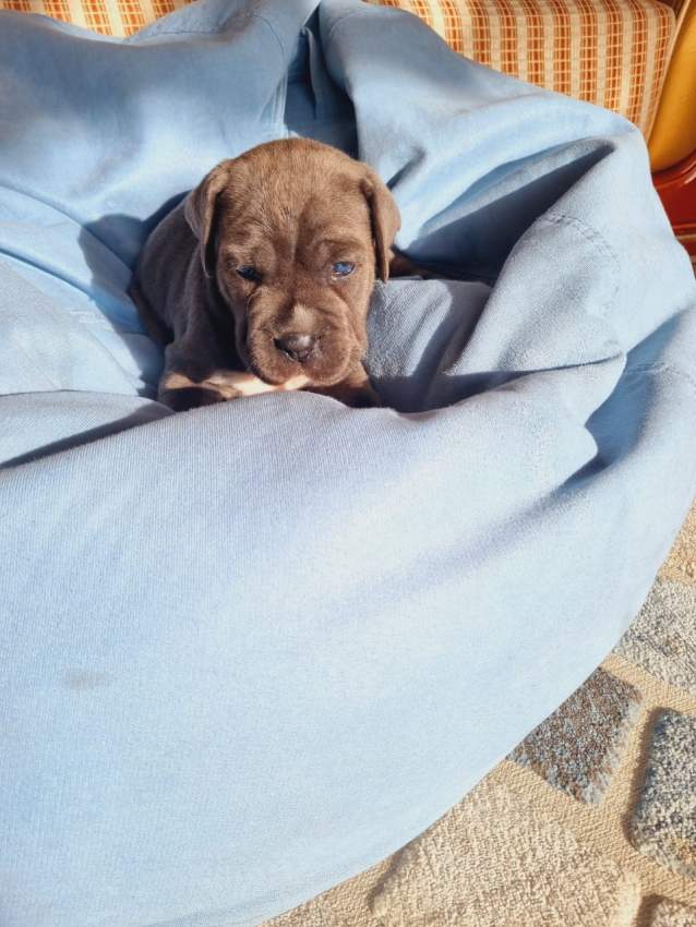 Blue Eye cane corso pups on sale - 5 - Dogs  on Aster Vender