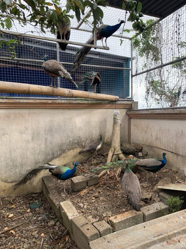 Peacock and peahen for sale - 1 - Birds  on MauriCar