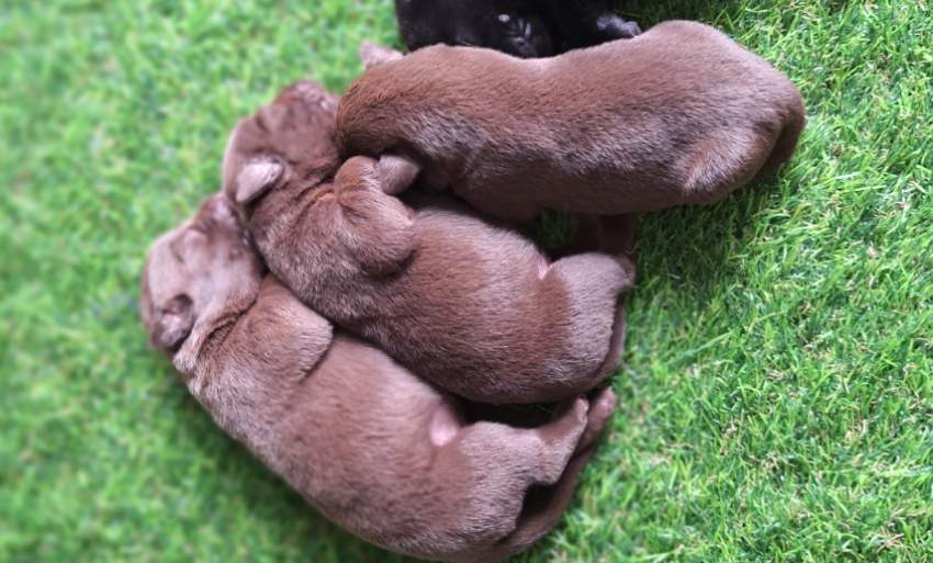 Labrador chocolate female