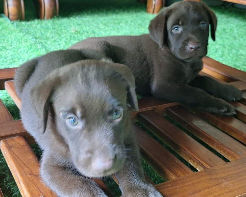 Chocolate Labrador - 2 - Dogs  on Aster Vender