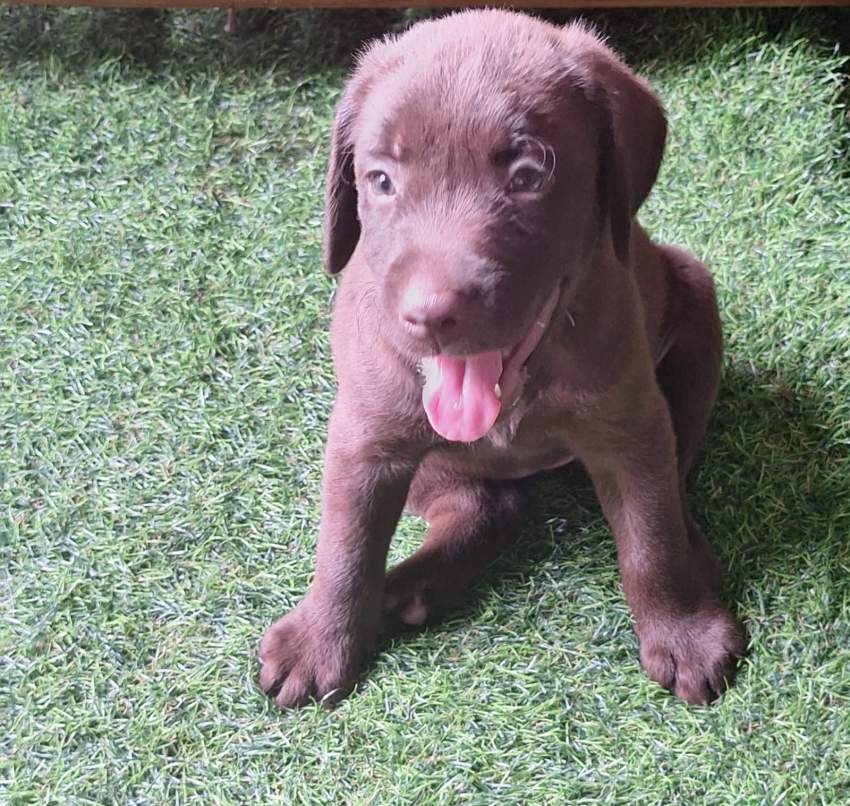 Chocolate Labrador - 1 - Dogs  on Aster Vender