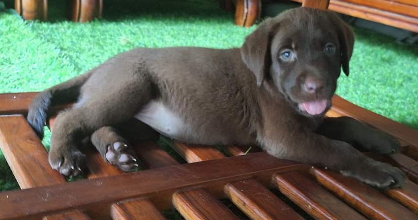 Chocolate Labrador