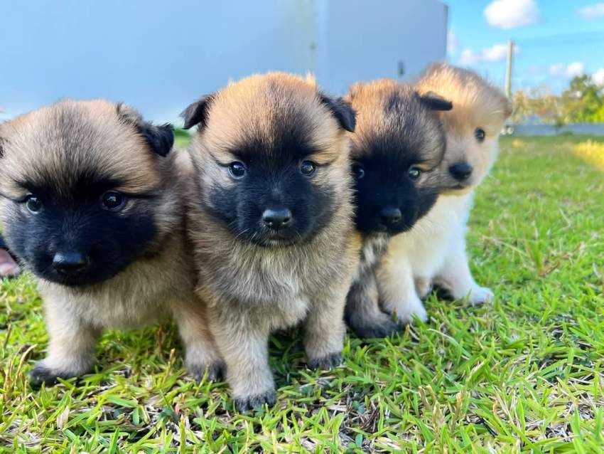 Male German Spitz - 1 - Dogs  on Aster Vender