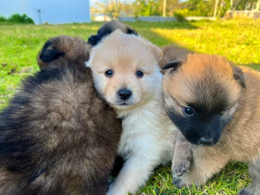 Male German Spitz