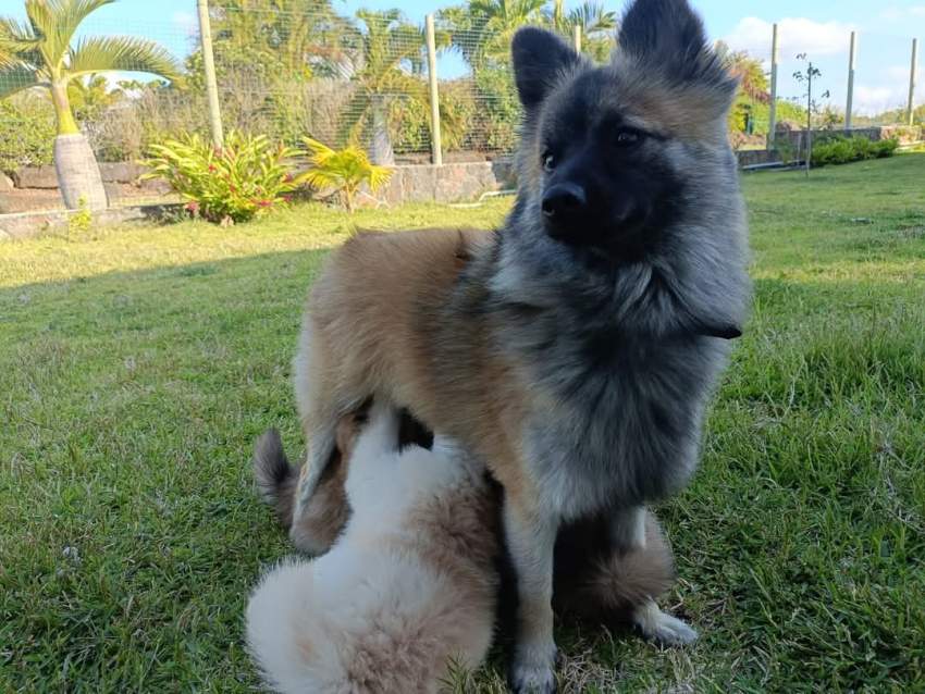 Male German Spitz - 3 - Dogs  on Aster Vender