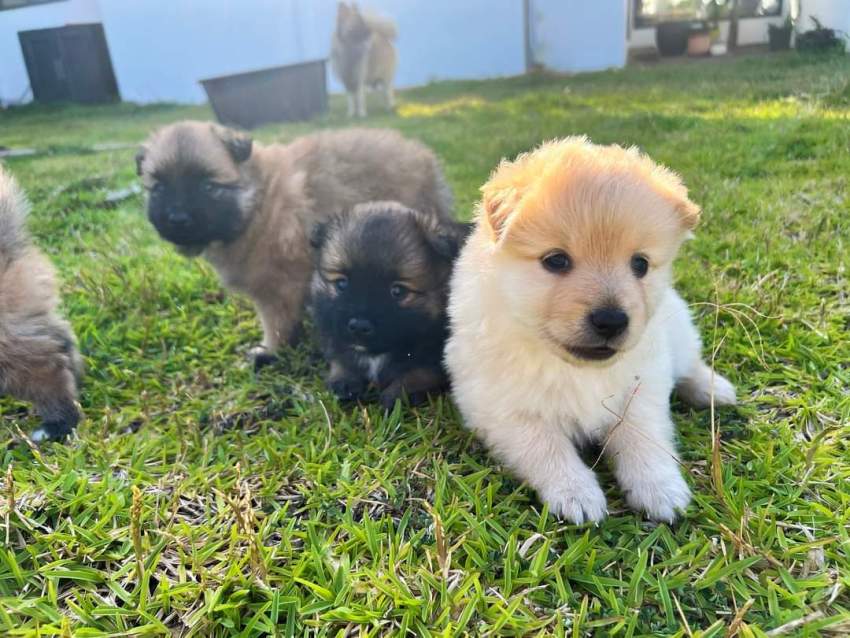 Male German Spitz - 2 - Dogs  on Aster Vender